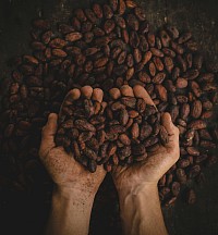 cacao en proceso